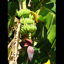 Bananenblüte